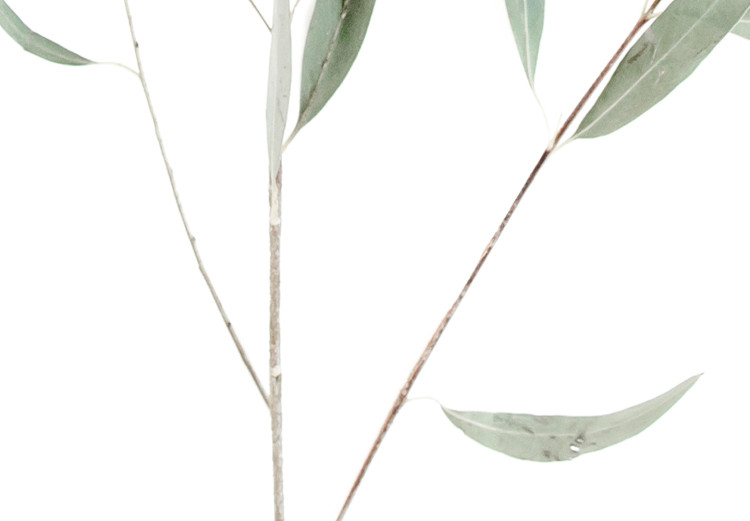 Poster Eucalyptus Nicholii - minimalist composition with green leaves 137492 additionalImage 26