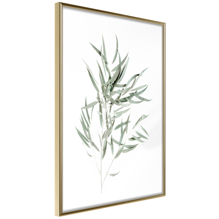 Poster Eucalyptus Nicholii - minimalist composition with green leaves 137492 additionalImage 14