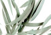 Poster Eucalyptus Nicholii - minimalist composition with green leaves 137492 additionalThumb 27