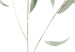 Poster Eucalyptus Nicholii - minimalist composition with green leaves 137492 additionalThumb 26