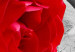 Canvas Rose on Wood (5 Parts) Wide Red 148992 additionalThumb 5