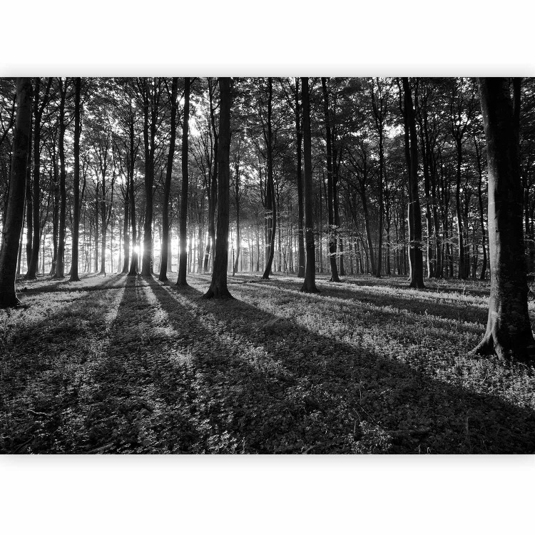 Wall Mural The Light in the Forest 61892 additionalImage 1