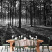 Wall Mural The Light in the Forest 61892 additionalThumb 6