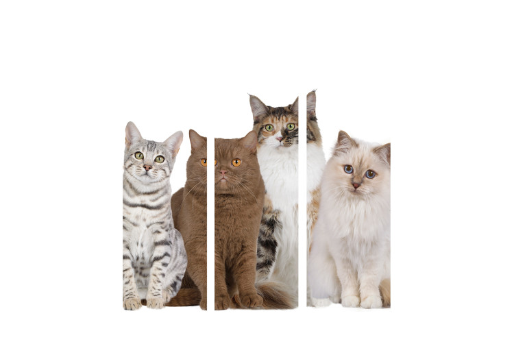 Room Divider Sweet Kittens - white and beige animals on a solid white background 107603 additionalImage 3