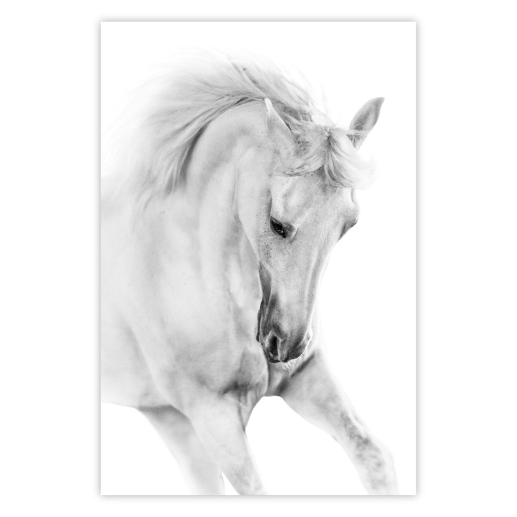 Wall Poster White Horse - black and white sketched portrait of a majestic animal 116503