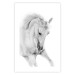 Wall Poster White Horse - black and white sketched portrait of a majestic animal 116503 additionalThumb 19