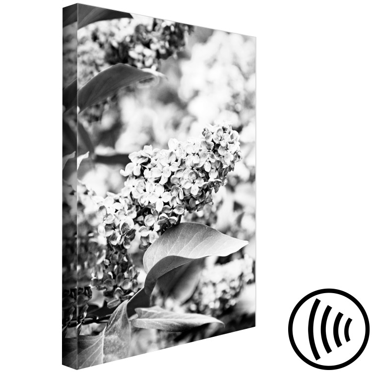Canvas Art Print Blooming lilac - black and white photograph of lilac bush with flowers 123903 additionalImage 6