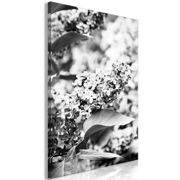 Canvas Art Print Blooming lilac - black and white photograph of lilac bush with flowers 123903 additionalImage 2