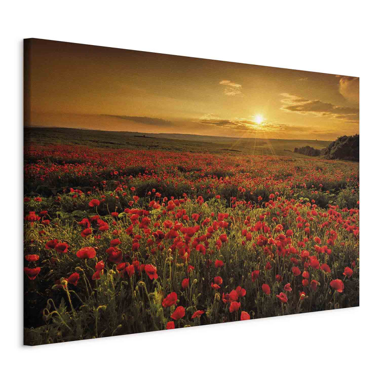 Canvas Poppy Field (1-piece) Wide - landscape of a field of red flowers 137503 additionalImage 2