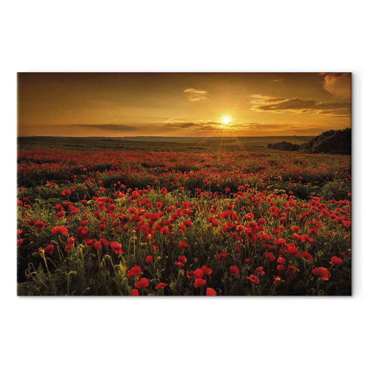 Canvas Poppy Field (1-piece) Wide - landscape of a field of red flowers 137503