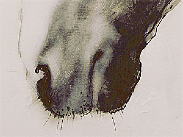 Canvas Horse profile 49503 additionalImage 3
