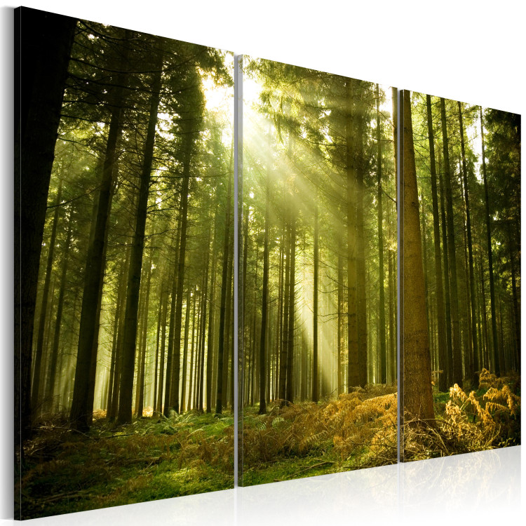 Canvas Print Forest, the beauty of nature 58603 additionalImage 2