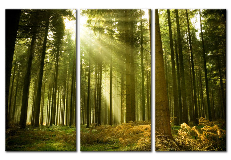 Canvas Print Forest, the beauty of nature 58603