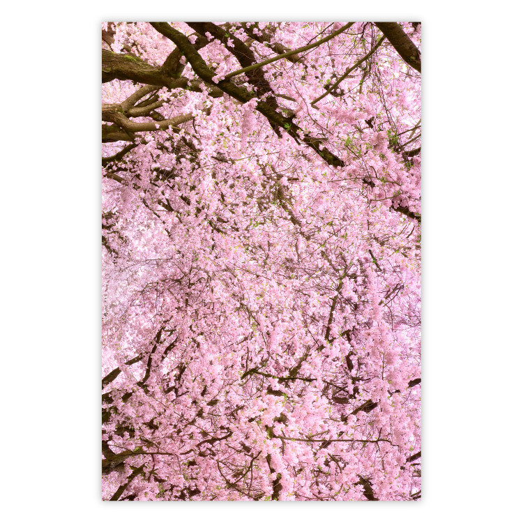 Wall Poster Cherry Tree - spring composition of trees with light pink leaves 126213