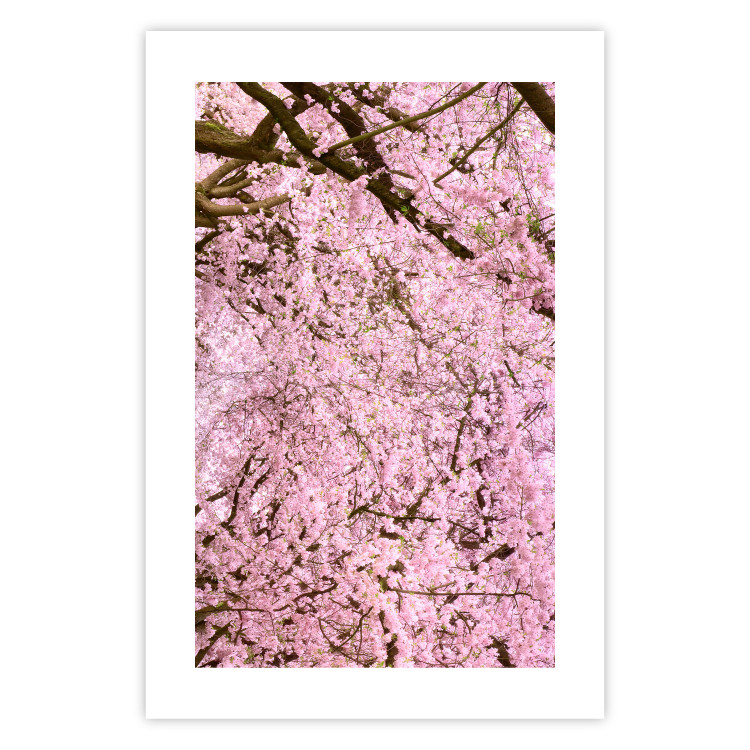 Wall Poster Cherry Tree - spring composition of trees with light pink leaves 126213 additionalImage 19