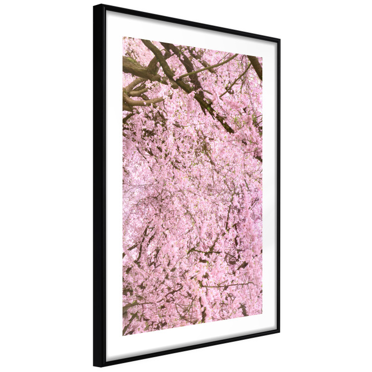 Wall Poster Cherry Tree - spring composition of trees with light pink leaves 126213 additionalImage 13