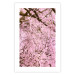 Wall Poster Cherry Tree - spring composition of trees with light pink leaves 126213 additionalThumb 19