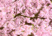 Wall Poster Cherry Tree - spring composition of trees with light pink leaves 126213 additionalThumb 10