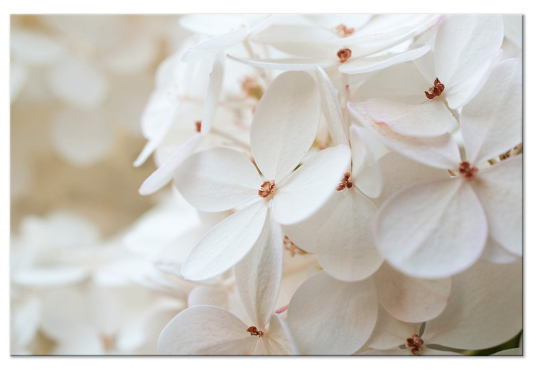Canvas Print Snowy Hydrangea (1-piece) Wide - four-leaved white flowers 129813