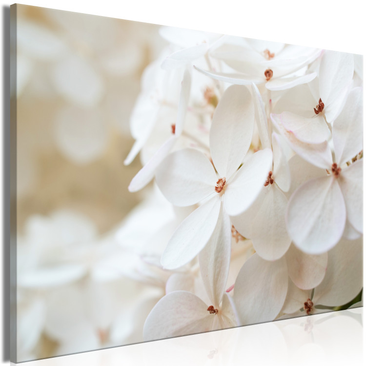 Canvas Print Snowy Hydrangea (1-piece) Wide - four-leaved white flowers 129813 additionalImage 2