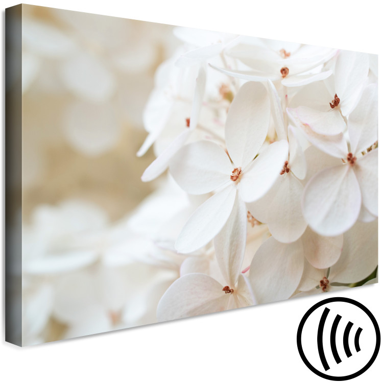 Canvas Print Snowy Hydrangea (1-piece) Wide - four-leaved white flowers 129813 additionalImage 6