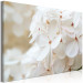 Canvas Print Snowy Hydrangea (1-piece) Wide - four-leaved white flowers 129813 additionalThumb 2