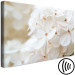 Canvas Print Snowy Hydrangea (1-piece) Wide - four-leaved white flowers 129813 additionalThumb 6