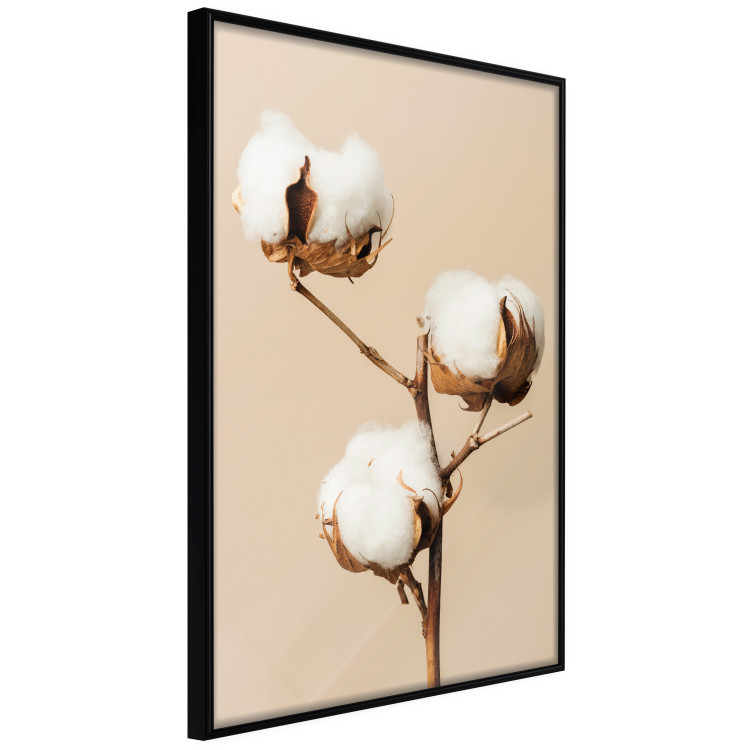 Poster Soft Saturation - plant with cotton flower on a light uniform background 130513 additionalImage 13
