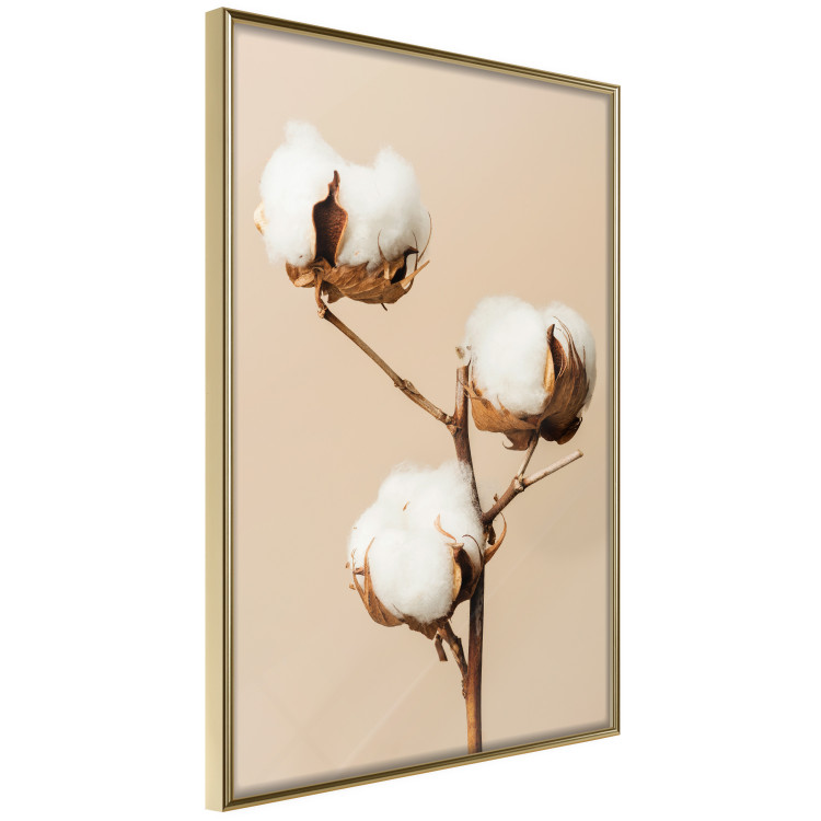 Poster Soft Saturation - plant with cotton flower on a light uniform background 130513 additionalImage 14