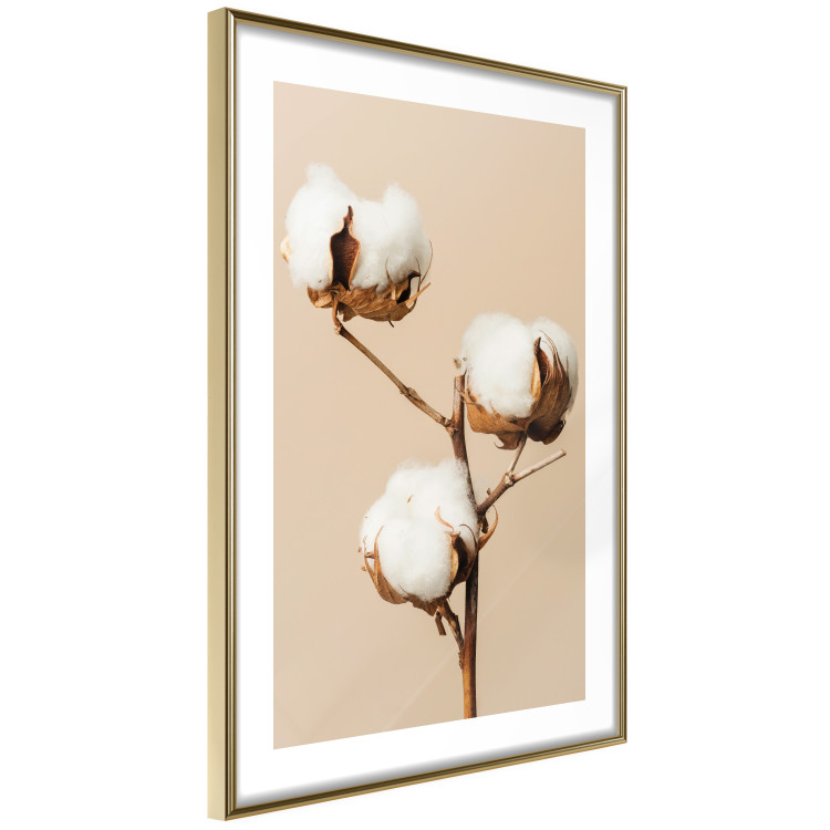 Poster Soft Saturation - plant with cotton flower on a light uniform background 130513 additionalImage 9