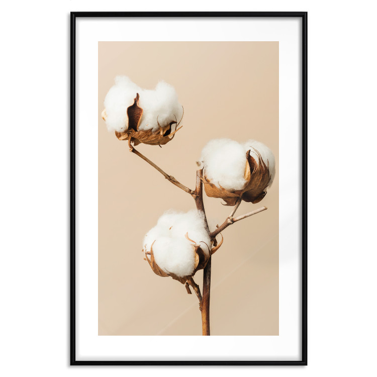 Poster Soft Saturation - plant with cotton flower on a light uniform background 130513 additionalImage 16