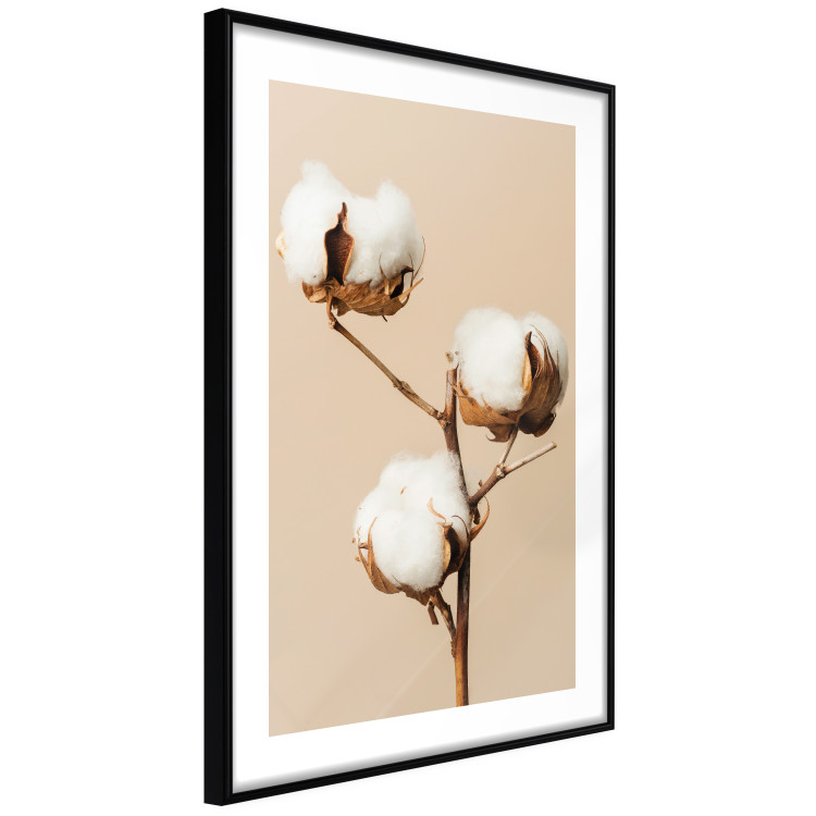 Poster Soft Saturation - plant with cotton flower on a light uniform background 130513 additionalImage 2