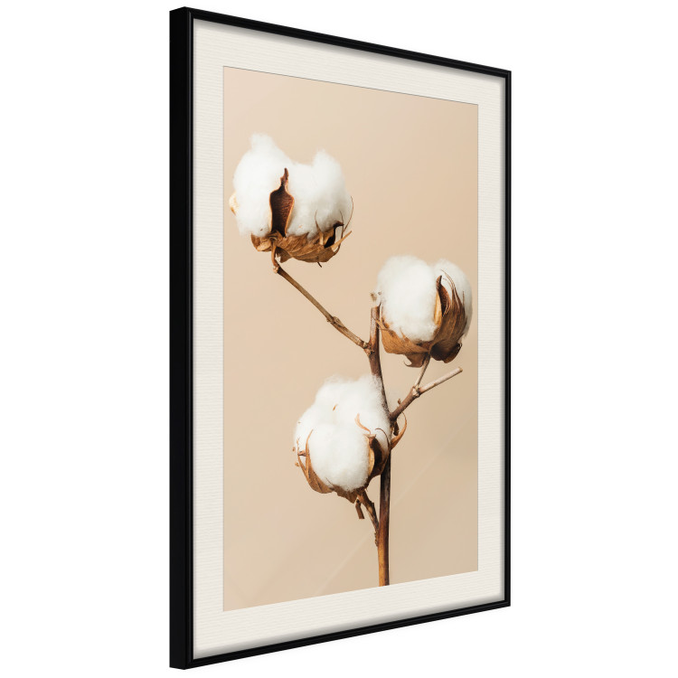 Poster Soft Saturation - plant with cotton flower on a light uniform background 130513 additionalImage 3
