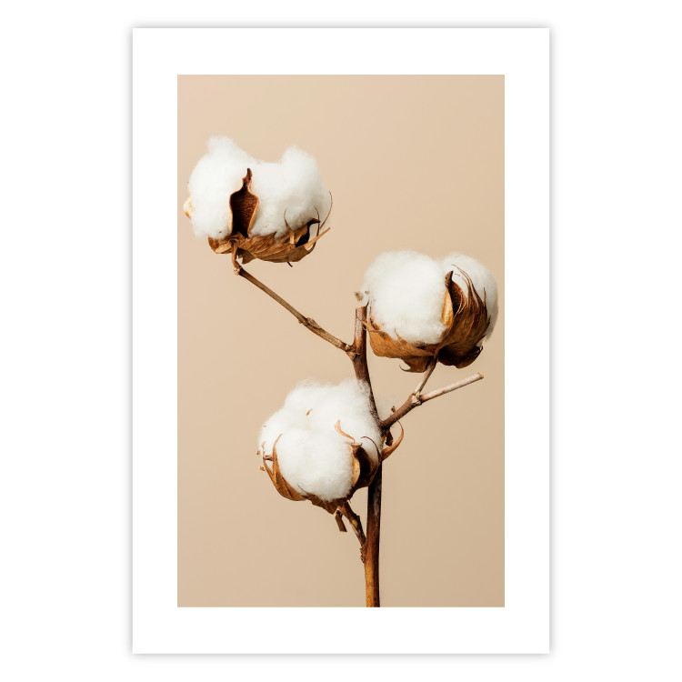 Poster Soft Saturation - plant with cotton flower on a light uniform background 130513 additionalImage 21