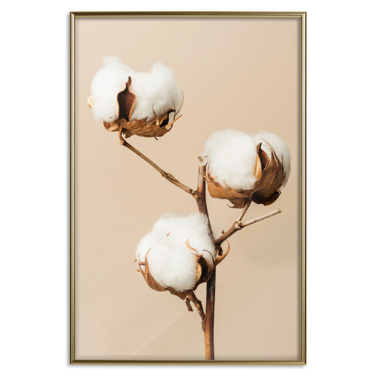 Poster Soft Saturation - plant with cotton flower on a light uniform background 130513 additionalImage 17