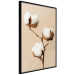 Poster Soft Saturation - plant with cotton flower on a light uniform background 130513 additionalThumb 11