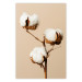 Poster Soft Saturation - plant with cotton flower on a light uniform background 130513