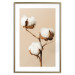 Poster Soft Saturation - plant with cotton flower on a light uniform background 130513 additionalThumb 13