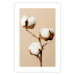 Poster Soft Saturation - plant with cotton flower on a light uniform background 130513 additionalThumb 21