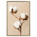 Poster Soft Saturation - plant with cotton flower on a light uniform background 130513 additionalThumb 15
