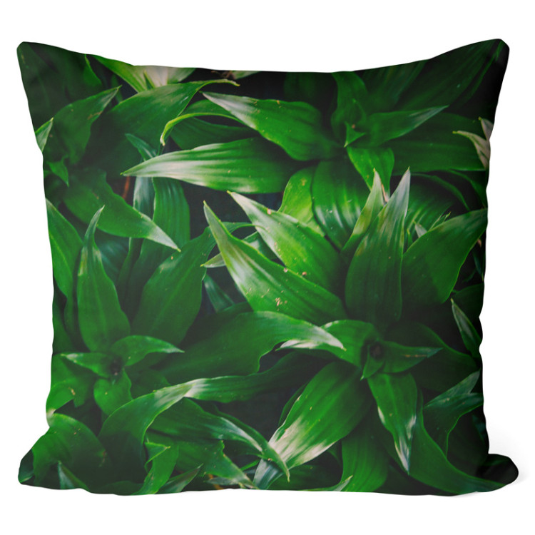 Decorative Microfiber Pillow Dracaena oasis - a plant composition with rich detailing cushions 146813