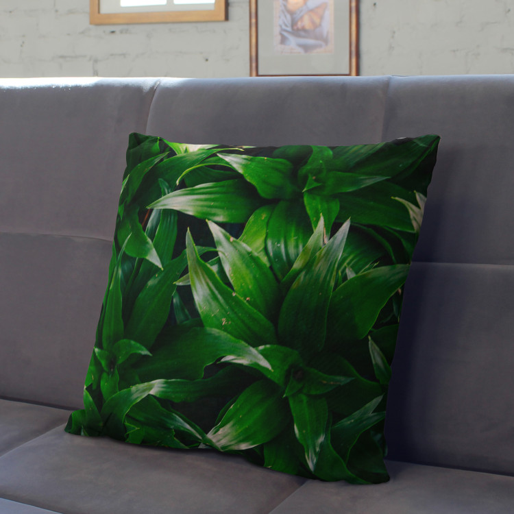 Decorative Microfiber Pillow Dracaena oasis - a plant composition with rich detailing cushions 146813 additionalImage 3