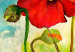 Canvas Joyful Blooming Red Poppies (1-piece) - colorful flower motif 46713 additionalThumb 4