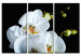 Canvas Art Print Snowy orchid 58713