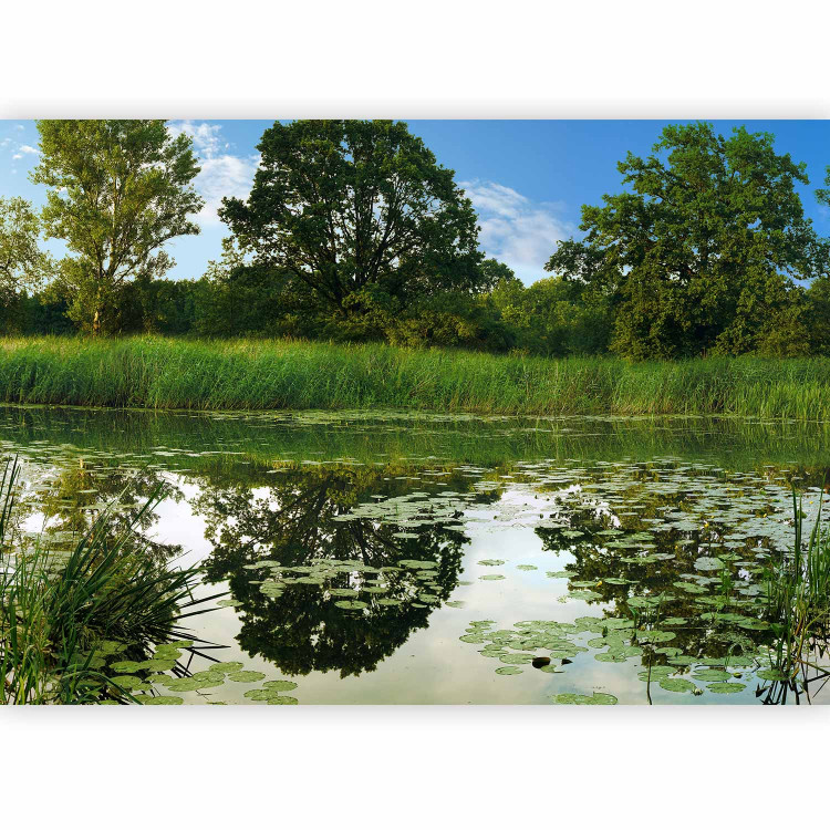 Photo Wallpaper Magic pond - landscape of summer nature with river and vegetation 90513 additionalImage 5