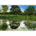Photo Wallpaper Magic pond - landscape of summer nature with river and vegetation 90513 additionalThumb 5