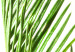 Wall Poster Plant Detail - botanical composition with green leaves on a light background 119023 additionalThumb 9