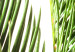 Wall Poster Plant Detail - botanical composition with green leaves on a light background 119023 additionalThumb 10