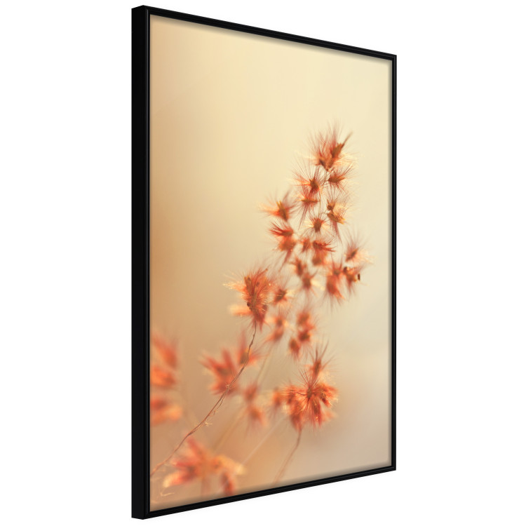 Poster Fiery Grass - plant with orange flowers on gradient background 123823 additionalImage 10