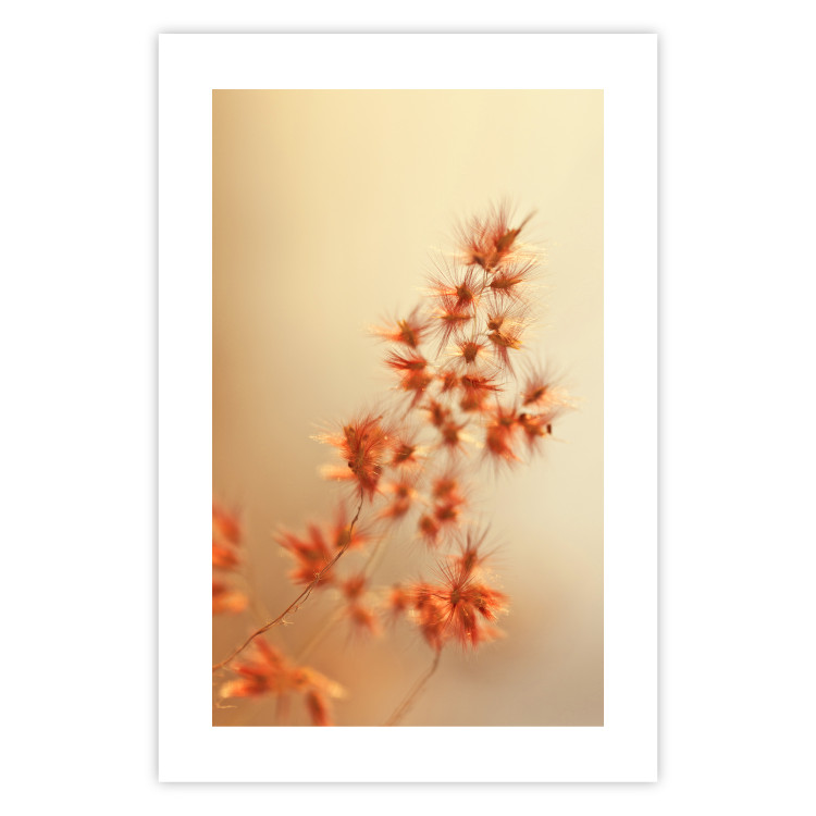 Poster Fiery Grass - plant with orange flowers on gradient background 123823 additionalImage 19